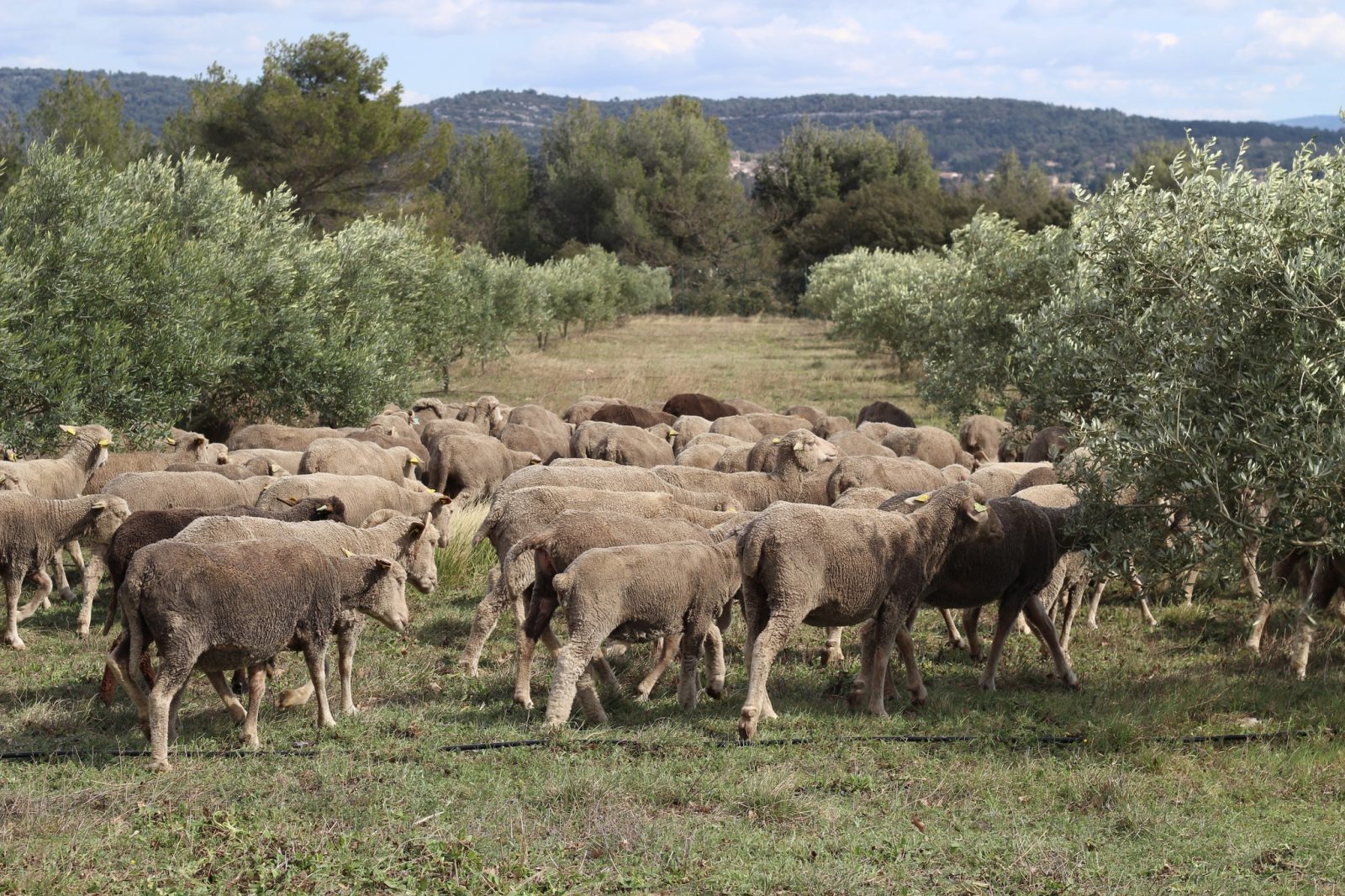 provenceluxuryinternational